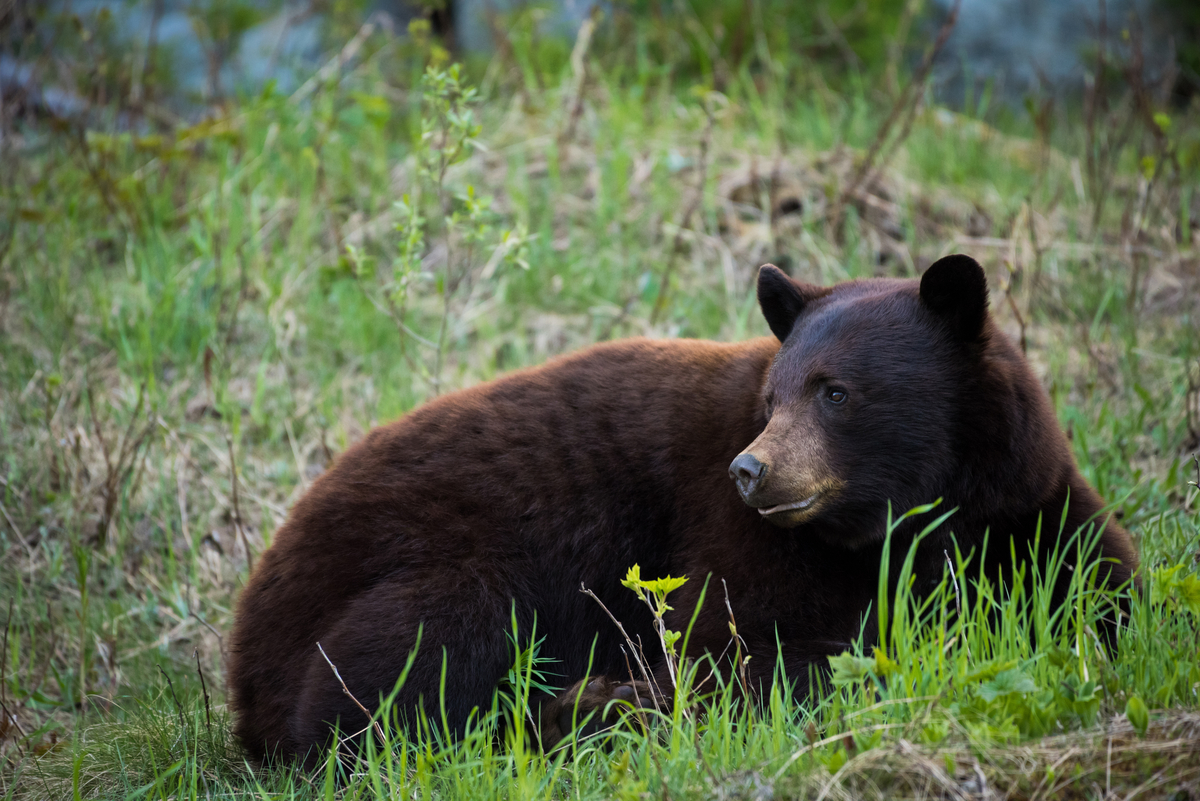 Bear Watching Tours