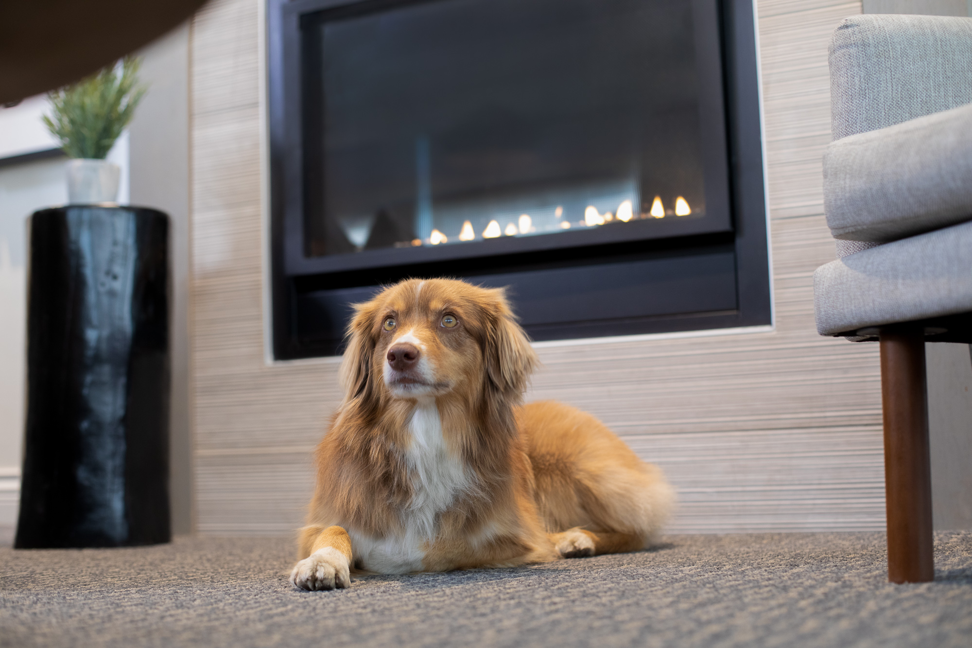 Dog in Front of Fireplace