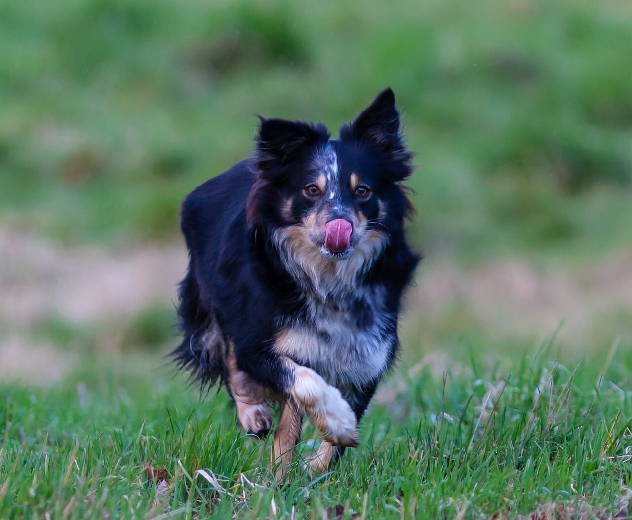 Dog running through a field of grass