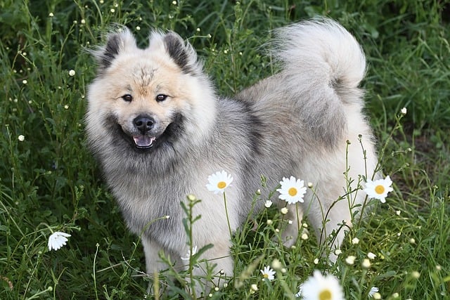 Small dog enjoying the grass