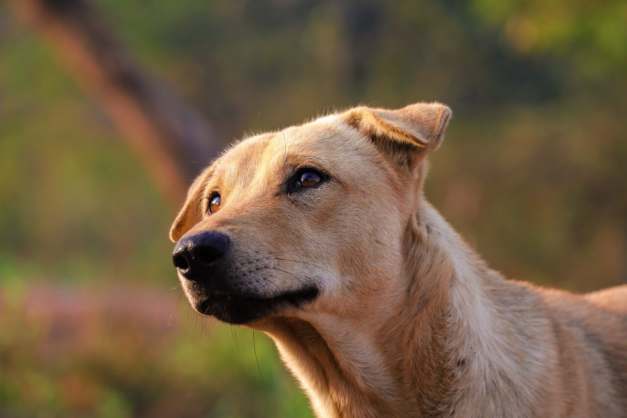 Light brown dog looking at camera in the afternoon sun