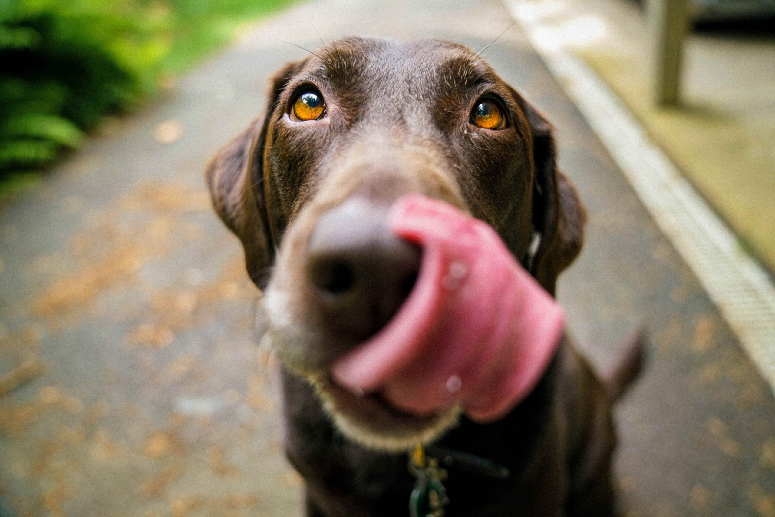 Brown lab looks at camera