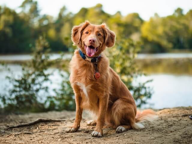 Dog stands in front of a lake