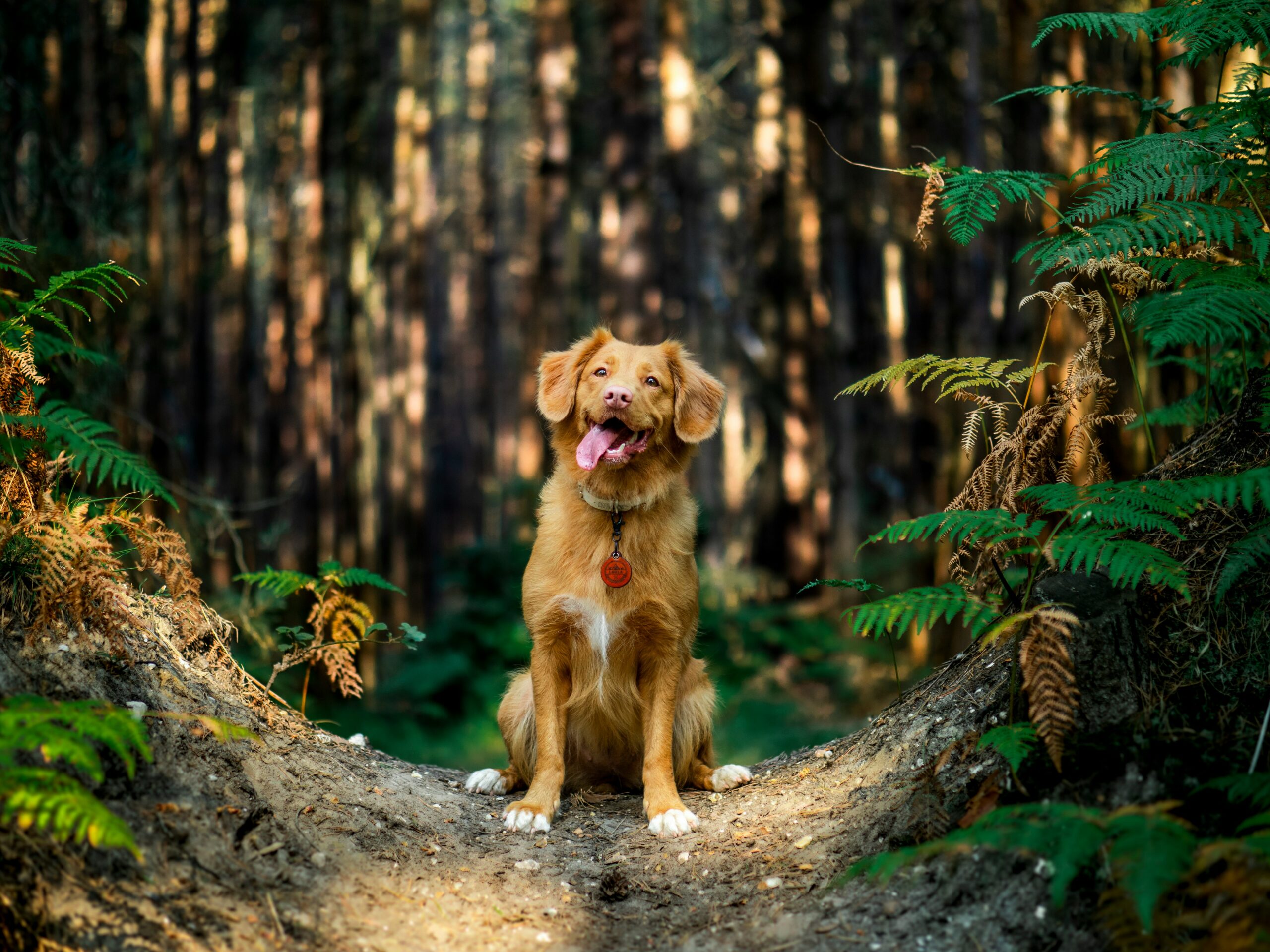 Cute dog stands in the middle of the forest