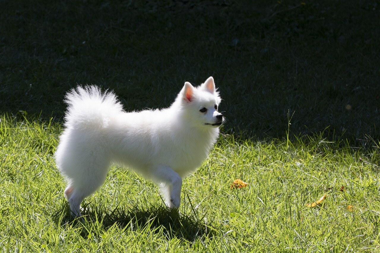 Small white dog
