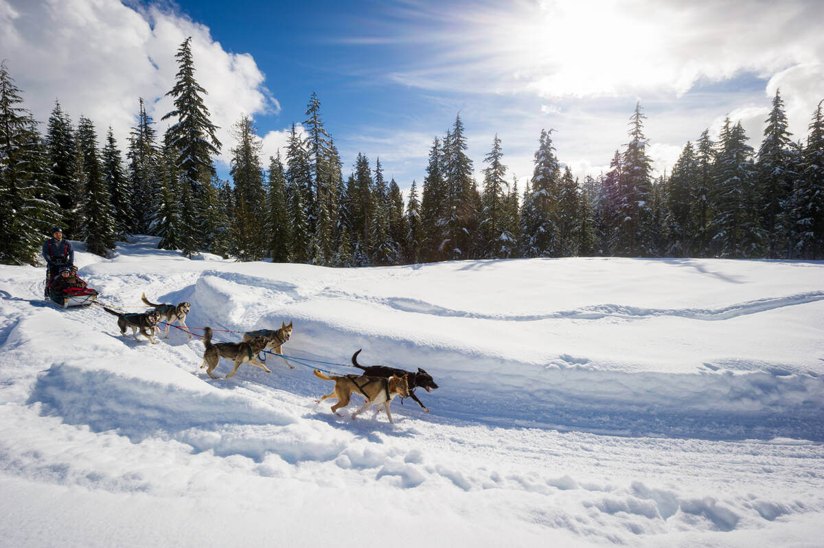 Ride the dogsled in fluffy snow in Whistler, BC.