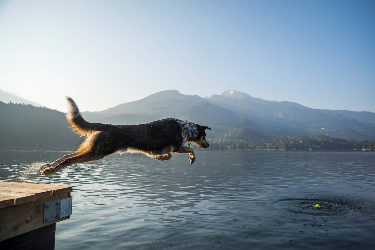 Dog jumping in lake