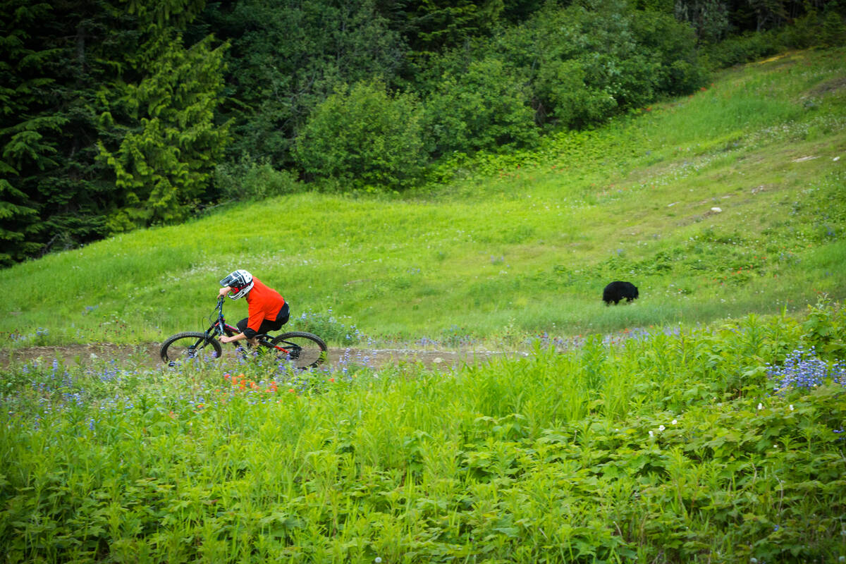 mountain biker with black bear in the background