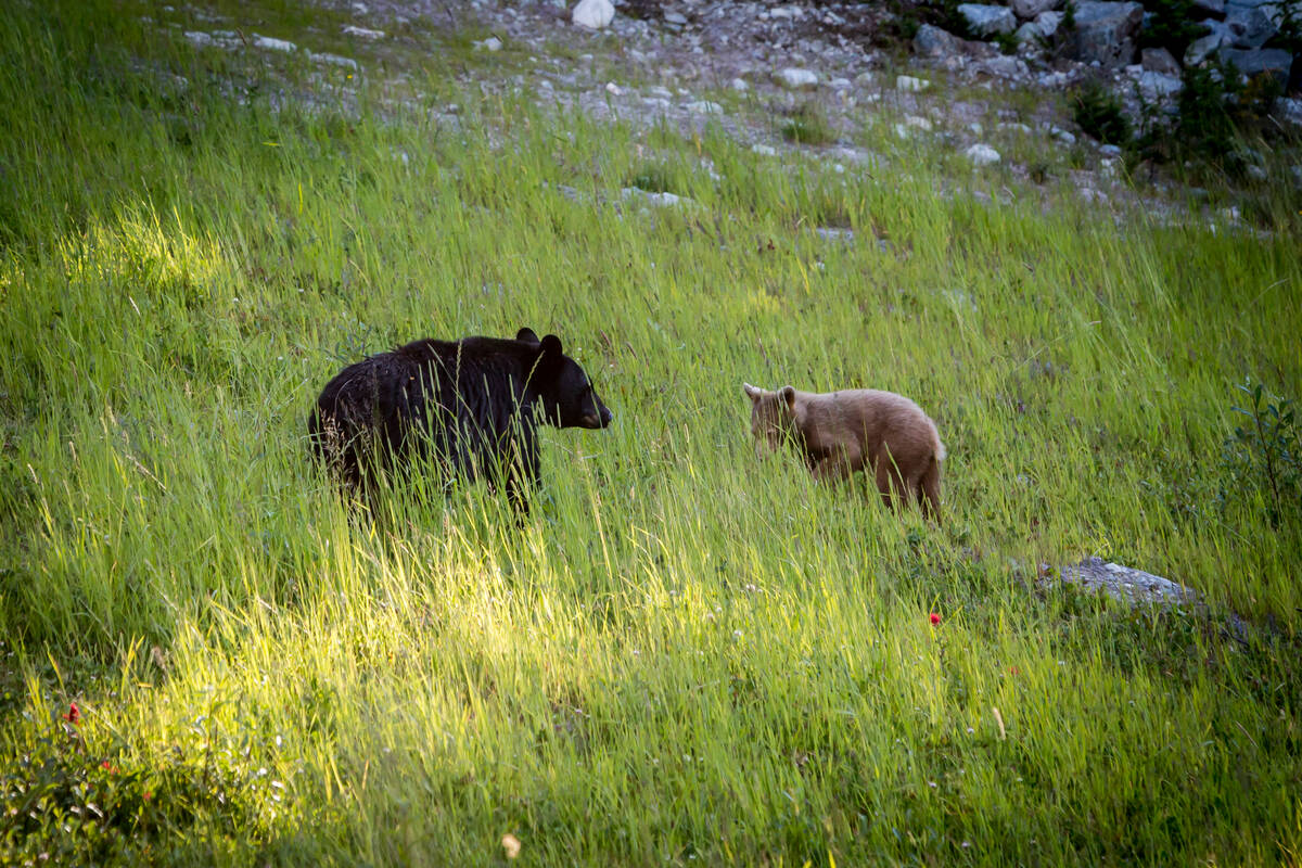 Black bear with coyote in Whistler
