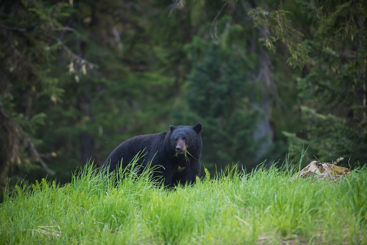 Black bear in whistler