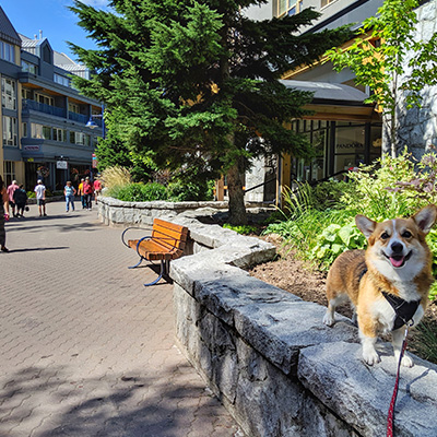 Corgi walking on the Whistler Village Stroll near Crystal Lodge
