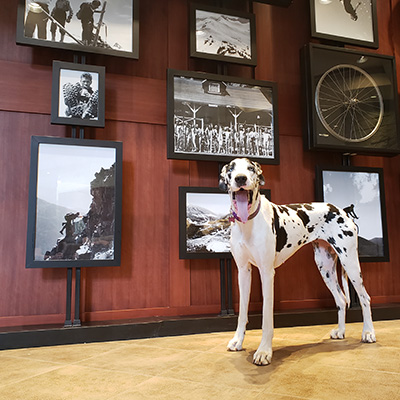Great Dane standing in the Crystal Lodge lobby