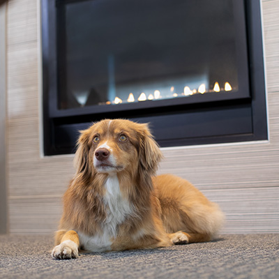 Dog relaxing by the Crystal Lodge lobby fireplace